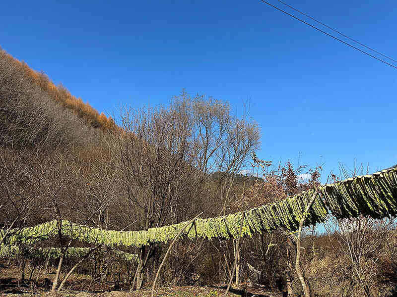 シレギ(시래기)