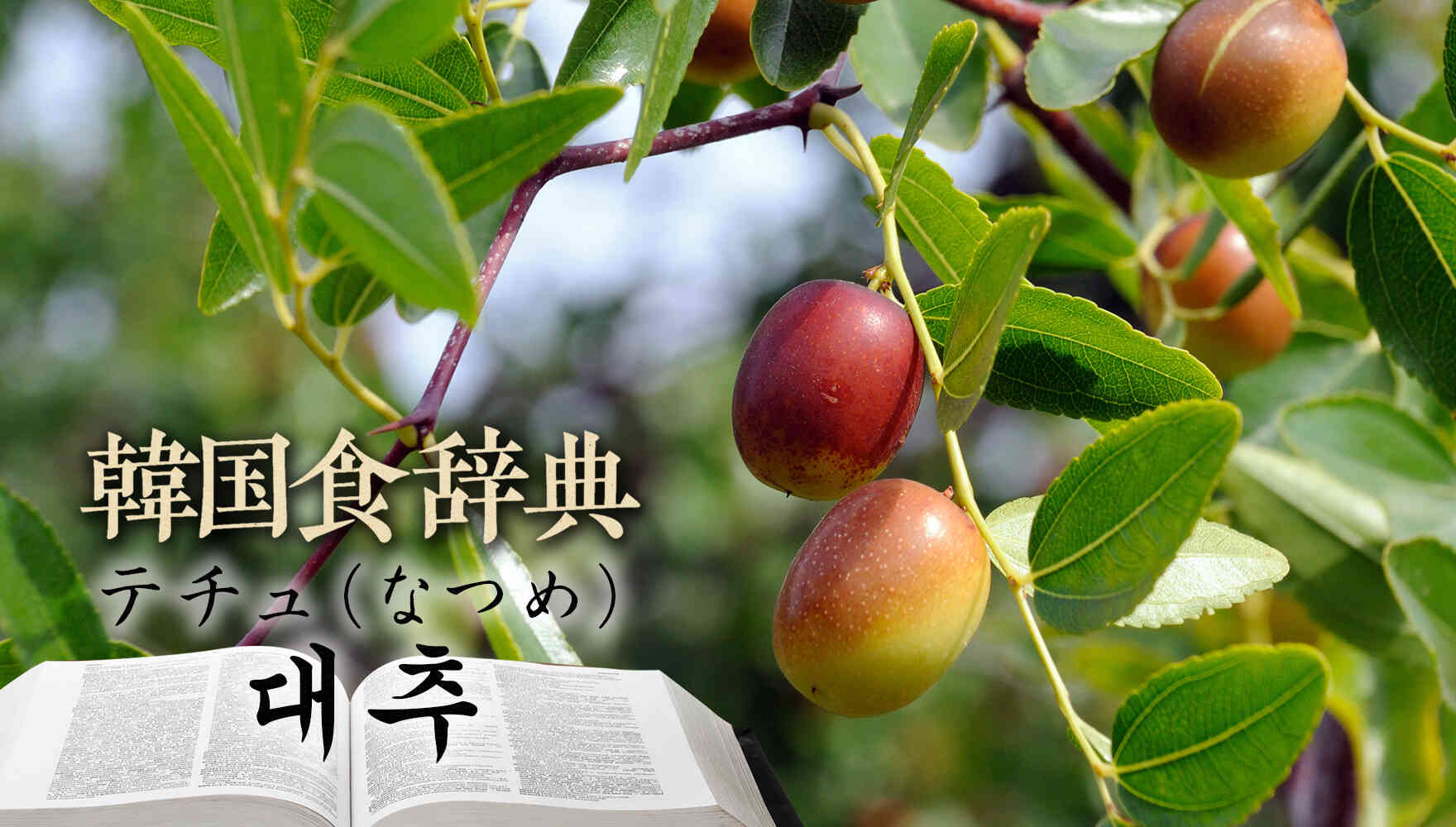 韓国食辞典「テチュ（대추）なつめ」