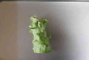 ブロッコリーの茎だけナムル