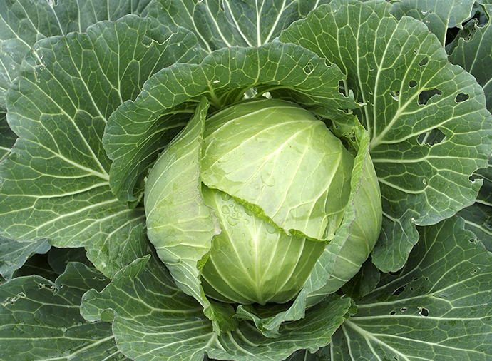 春キャベツ＆新玉ねぎで作る簡単おかず