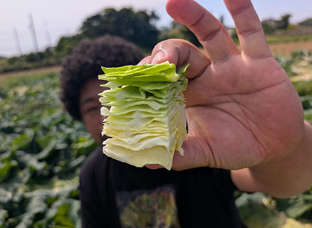 甘くてミネラル豊富なアフロきゃべつ「Hennery Farm」（前編） イメージ