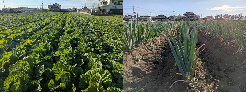 味坊集団の自社農園