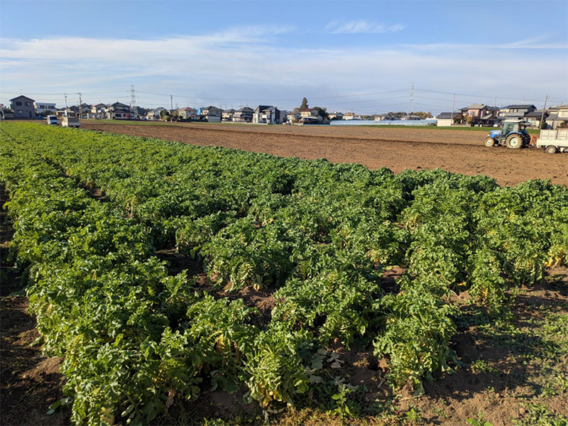 味坊集団の自社農園で収穫された冬野菜で作るシン餃子