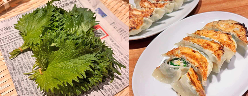 しそ餃子