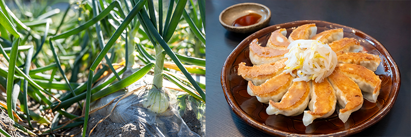 3年連続「餃子購入額日本一」の浜松市